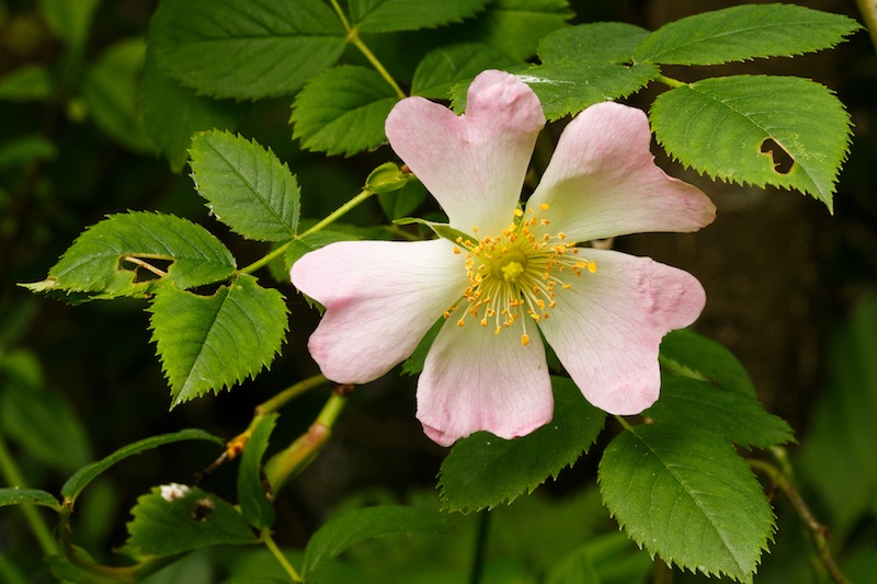Een cadeau voor mama
