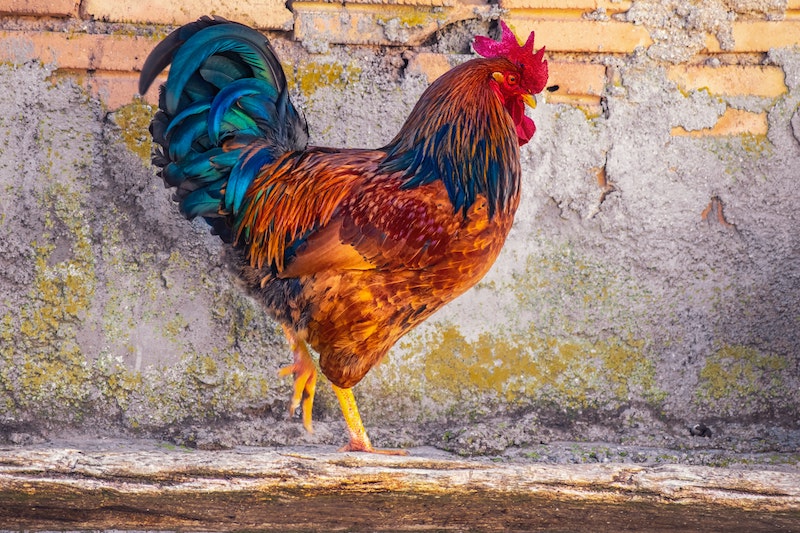Hendrik Haan en Kaatje Kip