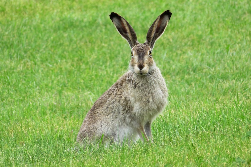 Foto van een haas in het gras