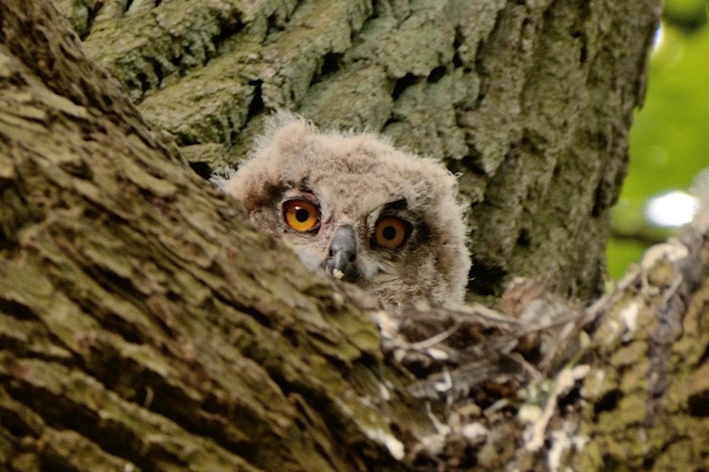 Foto van jonge Oehoe in nest